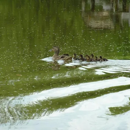 Avec Etang, Animaux Acceptes, Jardin Prive - Fr-1-489-293